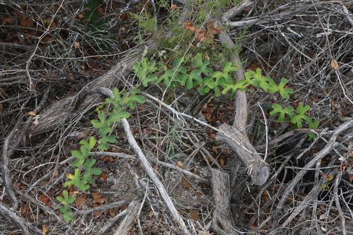Image of Passiflora affinis by (c) Reid Hardin, some rights reserved (CC BY)