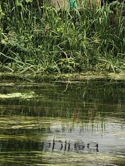 Gallinula chloropus