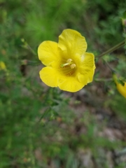 Aureolaria pedicularia