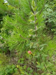 Aureolaria pedicularia