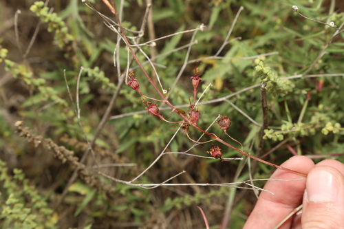 Stalkflower (Ammannia grayi)