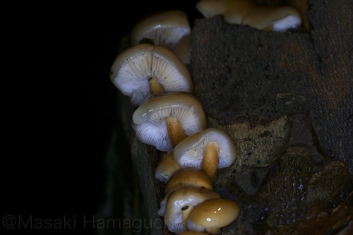 Flammulina velutipes