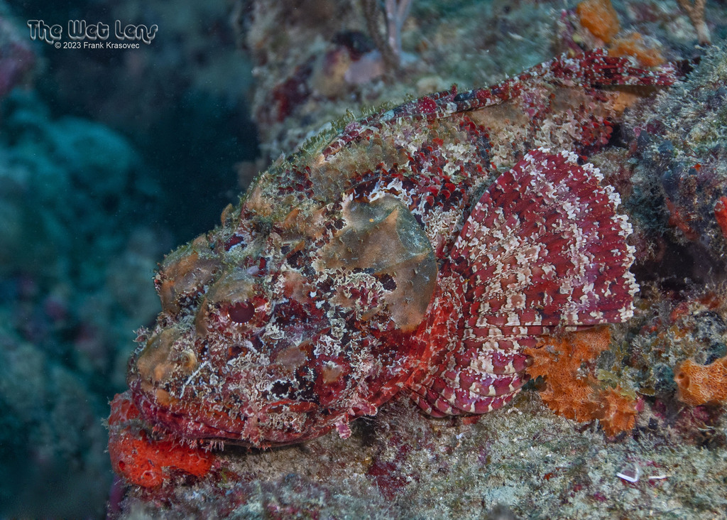 Spotted Scorpionfish