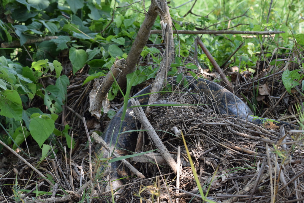 Burmese Python in May 2018 by Royle Safaris · iNaturalist