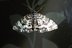 Rheumaptera hastata