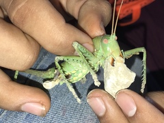 Neobarrettia spinosa