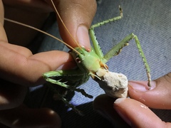 Neobarrettia spinosa