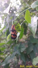 Calopteron reticulatum