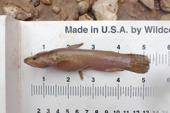 Brown Madtom photo 5