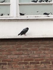 Columba livia domestica