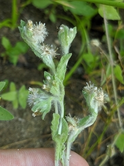 Gnaphalium palustre