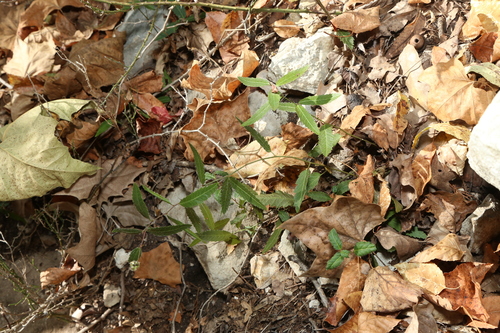 Dark Noseburn (Tragia nigricans)