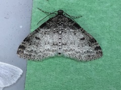 Lobophora nivigerata