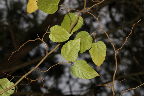 Image of Morus microphylla by (c) Reid Hardin, some rights reserved (CC BY)
