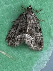 Protodeltote muscosula