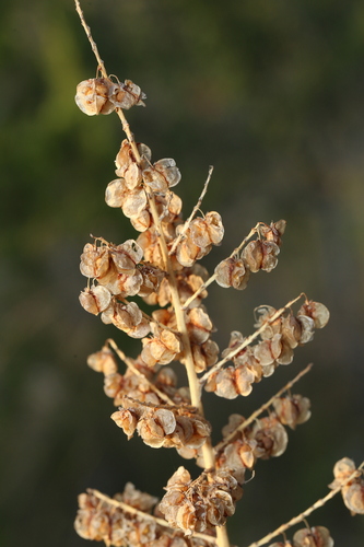 Image of Nolina lindheimeriana by (c) Reid Hardin, some rights reserved (CC BY)