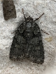 Acronicta increta