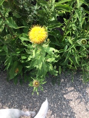 Centaurea macrocephala