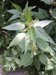 Urtica dioica