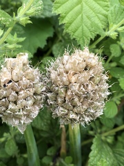 Allium ampeloprasum