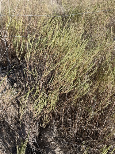 Image of Iva angustifolia by (c) Sam Kieschnick, some rights reserved (CC BY)