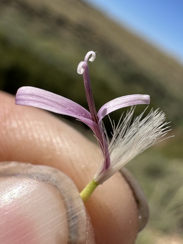 Image of Acourtia wrightii by (c) Matt Berger, some rights reserved (CC BY)