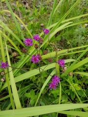 Vernonia acaulis