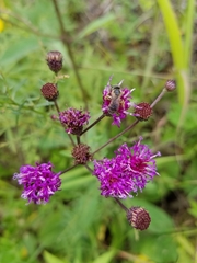 Vernonia acaulis