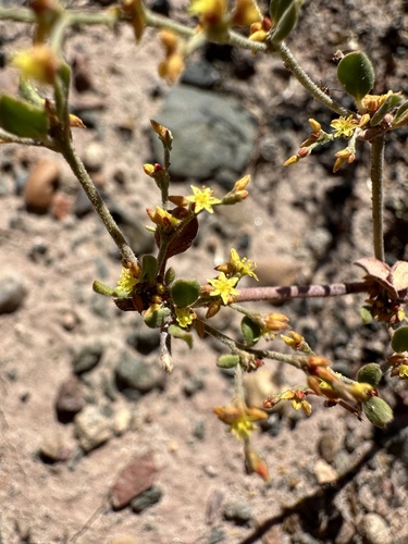 Image of Eriogonum divaricatum by (c) Matt Berger, some rights reserved (CC BY)