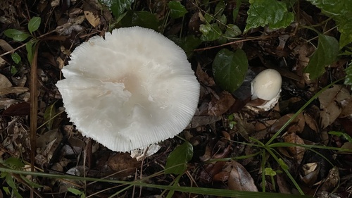 Amanita chepangiana