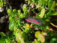 Zygaena exulans