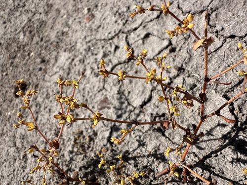 Divergent Buckwheat (Eriogonum divaricatum)