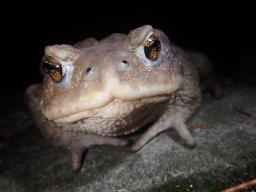 Caucasian Toad, Gelendzhik gorsovet, RU-KD, RU, photo 5 of 10