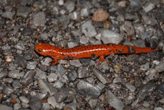 Pseudotriton ruber schencki