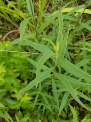 Helianthus schweinitzii