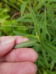 Helianthus schweinitzii