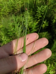 Eleocharis tenuis