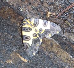 Pantherodes pardalaria