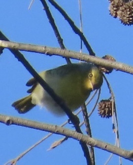 Common Jery (Neomixis tenella), photo 7