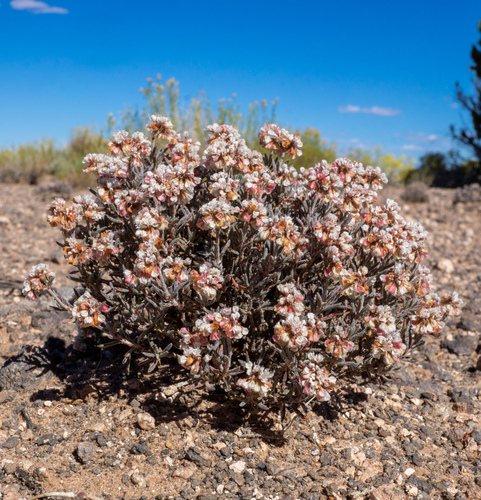 Yavapai County buckwheat (Eriogonum pulchrum)