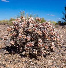 Eriogonum pulchrum