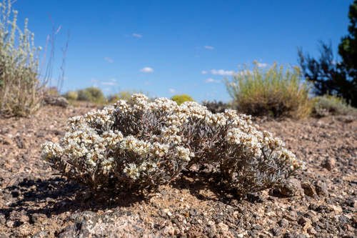 Eriogonum pulchrum, photograph 2