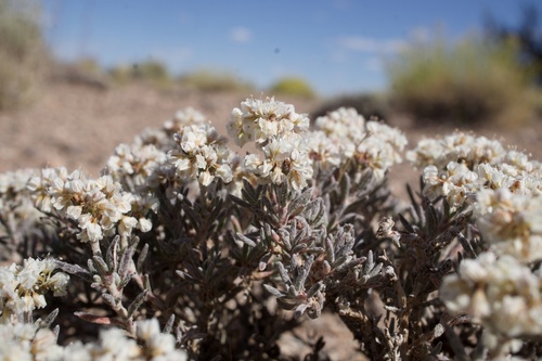 Image of Eriogonum pulchrum by (c) Matt Berger, some rights reserved (CC BY)