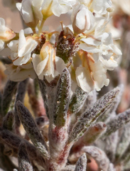 Eriogonum pulchrum, photograph (c) Matt Berger, some rights reserved (CC BY)