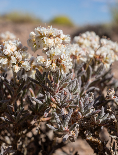Eriogonum pulchrum, photograph 5