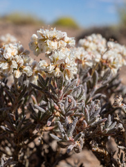Eriogonum pulchrum, photograph (c) Matt Berger, some rights reserved (CC BY)