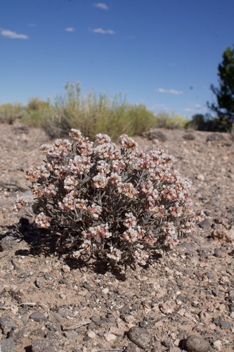 Eriogonum pulchrum, photograph 6