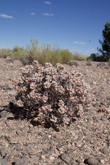 Eriogonum pulchrum, photograph (c) Matt Berger, some rights reserved (CC BY)