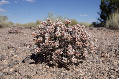 Image of Eriogonum pulchrum by (c) Matt Berger, some rights reserved (CC BY)