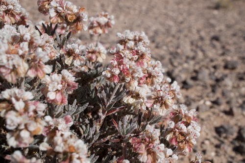 Image of Eriogonum pulchrum by (c) Matt Berger, some rights reserved (CC BY)